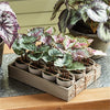 Napa Home & Garden Mini Potted Begonias - Set of 12