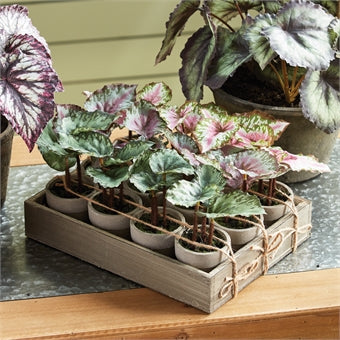 Napa Home & Garden Mini Potted Begonias - Set of 12