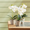 Napa Home & Garden Mini Potted Phalaenopsis - Set of 12