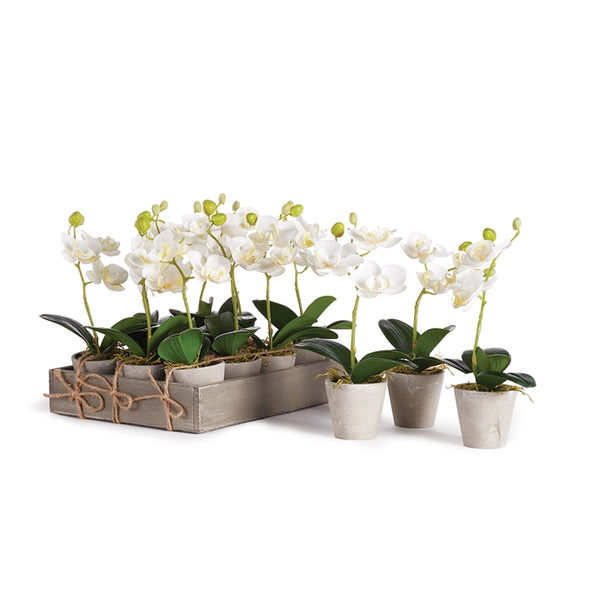 Napa Home & Garden Mini Potted Phalaenopsis - Set of 12