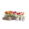 Napa Home & Garden Mini Potted Ranunculi - Set of 12