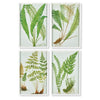 Napa Home & Garden Fern Botanical Study - Set of 4