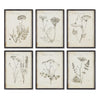 Napa Home & Garden Wildflower Study - Set of 6
