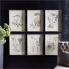 Napa Home & Garden Wildflower Study - Set of 6