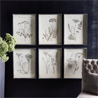 Napa Home & Garden Wildflower Study - Set of 6
