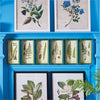 Napa Home & Garden Fern Study Shadow Box Prints - Set of 6