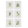 Napa Home & Garden Flower Study Prints - Set of 6