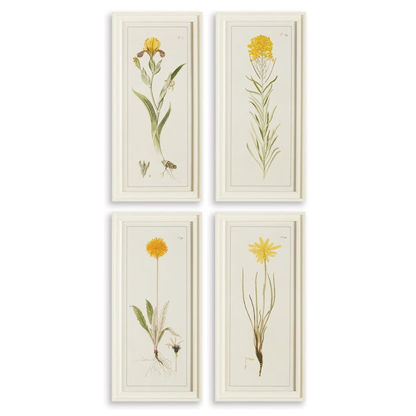 Napa Home & Garden Yellow Flower Prints - Set of 4