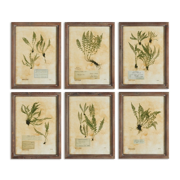 Napa Home & Garden Pressed Fern Prints - Set of 6