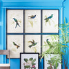 Napa Home & Garden Hummingbird Prints - Set of 6