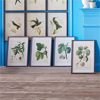 Napa Home & Garden Fruit Prints - Set of 4