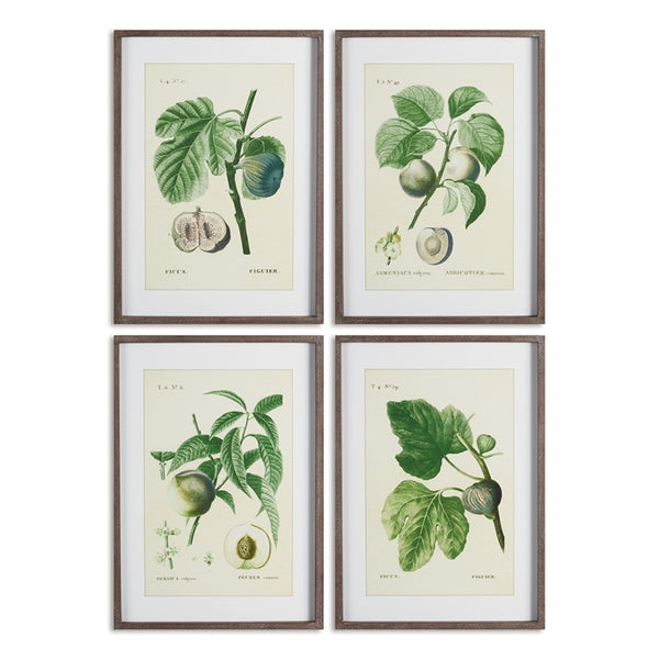 Napa Home & Garden Fruit Prints - Set of 4