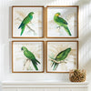 Napa Home & Garden Green Parrots Study - Set of 4
