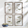 Napa Home & Garden Coastal Birds Study - Set of 4