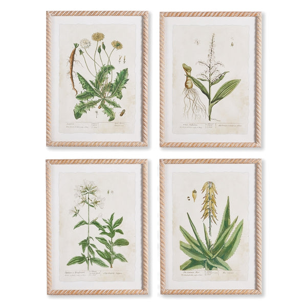 Napa Home & Garden Vintage Botanical Study - Set of 4