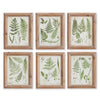 Napa Home & Garden Assorted Frond Study Petite - Set of 6