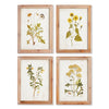 Napa Home & Garden Golden Wildflower Study - Set of 4