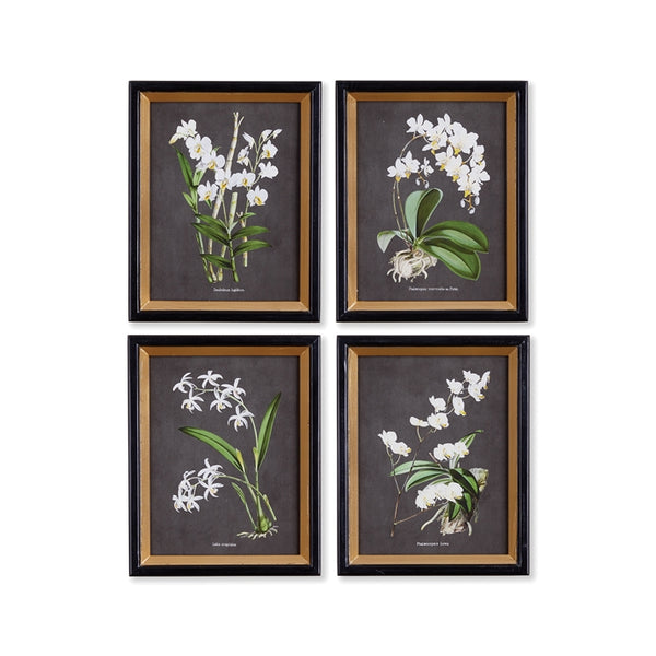 Napa Home & Garden Orchid Study Petite - Set of 4