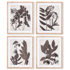 Napa Home & Garden Pressed Foliage Prints - Set of 4