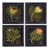 Napa Home & Garden Protea Petite Prints - Set of 4