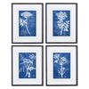 Napa Home & Garden Cyanotype Queen Annes Lace Prints - Set of 4
