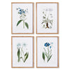 Napa Home & Garden Mountain Botanical Prints - Set of 4