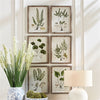 Napa Home & Garden Shade Garden Study - Set of 6