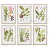 Napa Home & Garden Leaf Botanical Study - Set of 6