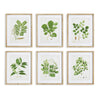 Napa Home & Garden Tree Leaf Study - Set of 6