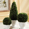 Napa Home & Garden Boxwood Cone Topiary in Pot