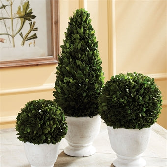 Napa Home & Garden Boxwood Cone Topiary in Pot