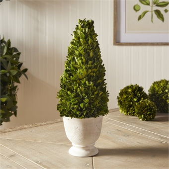Napa Home & Garden Boxwood Cone Topiary in Pot