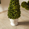 Napa Home & Garden Boxwood Cone Topiary in Pot