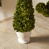 Napa Home & Garden Boxwood Cone Topiary in Pot