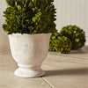 Napa Home & Garden Boxwood Cone Topiary in Pot