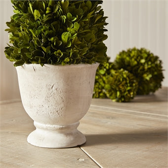 Napa Home & Garden Boxwood Cone Topiary in Pot