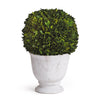 Napa Home & Garden Boxwood Ball Topiary in Pot