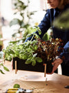 Design House Stockholm Botanic Box