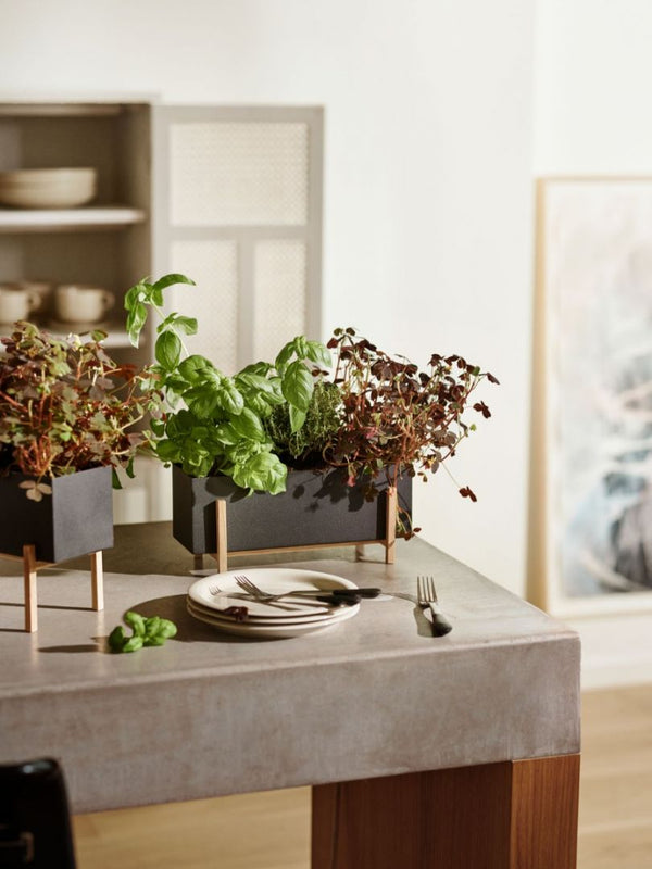 Design House Stockholm Botanic Box