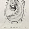 Sir Madam Pure Linen Tea Towel - Oyster Anatomy
