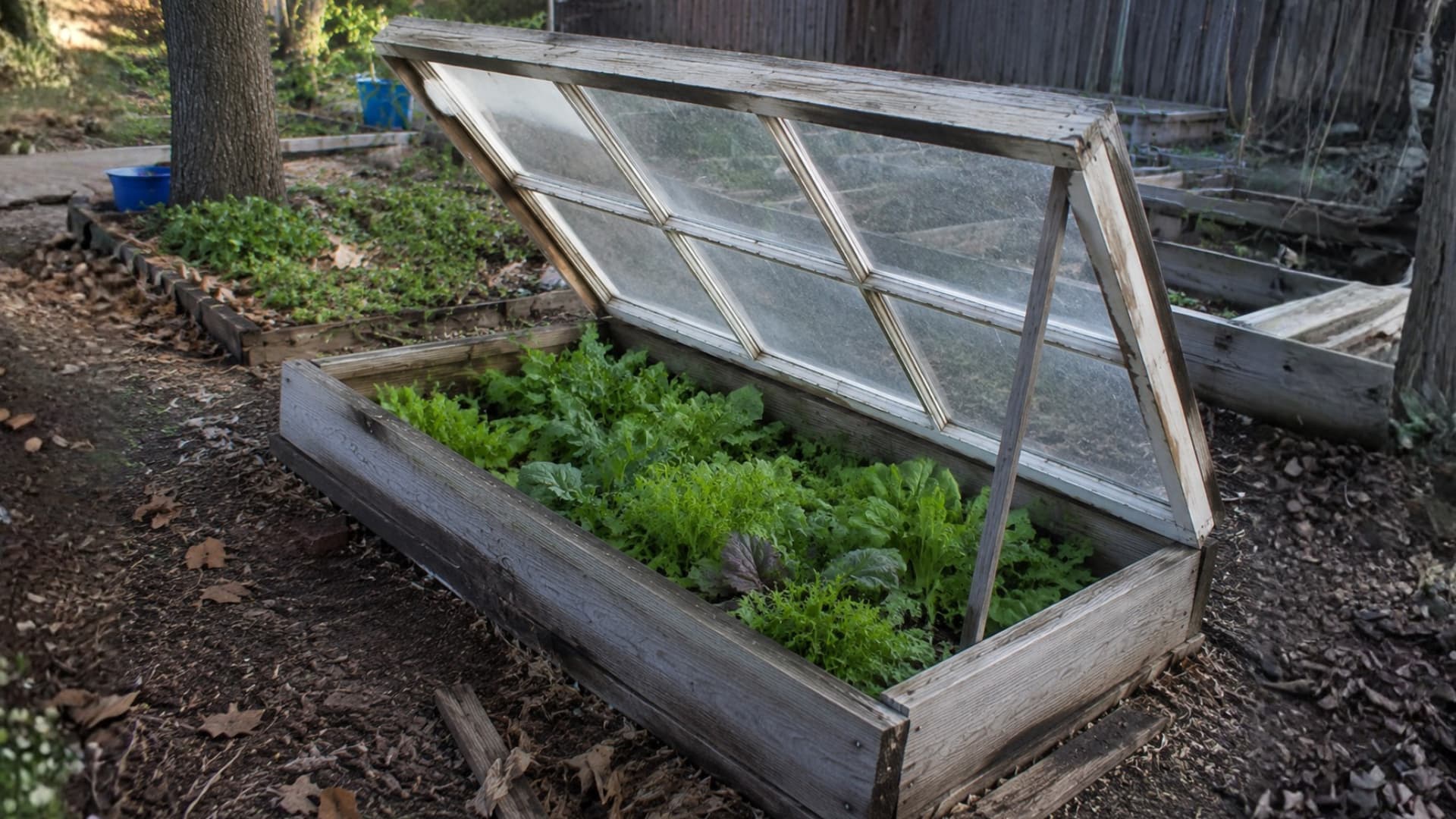 a cold frame with a glass window propped open over leafy greens growing inside