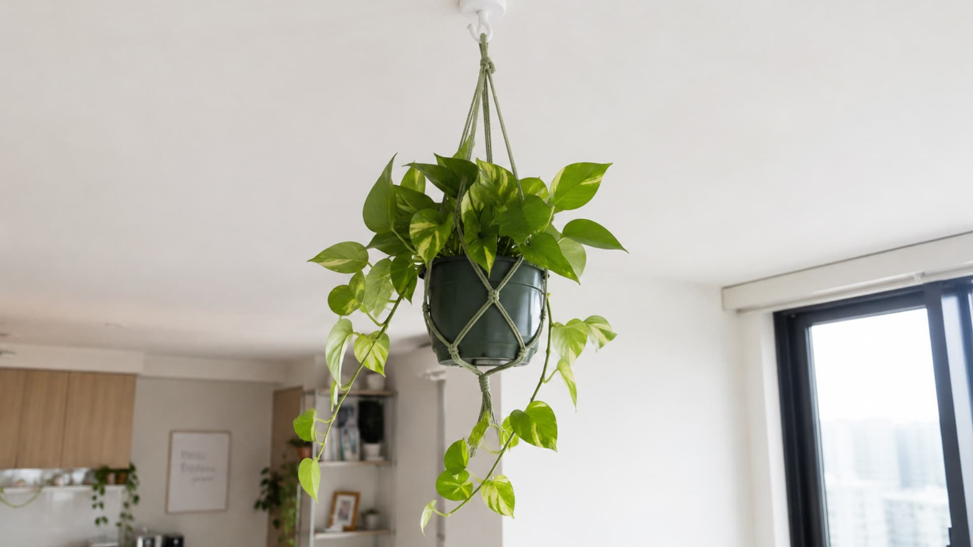 a pothos plant in a macrame hanger suspended from a white ceiling adhesive hook in a bright living room