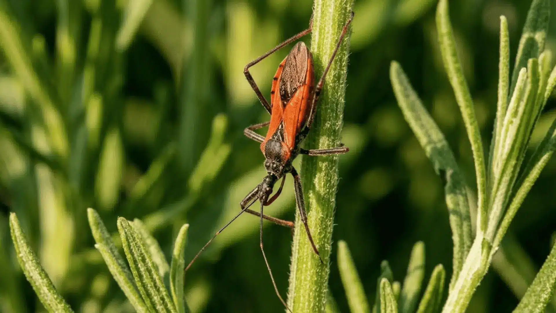 close-up of an assassin bug on a plant stem showing its red abdomen and curved beak underneath