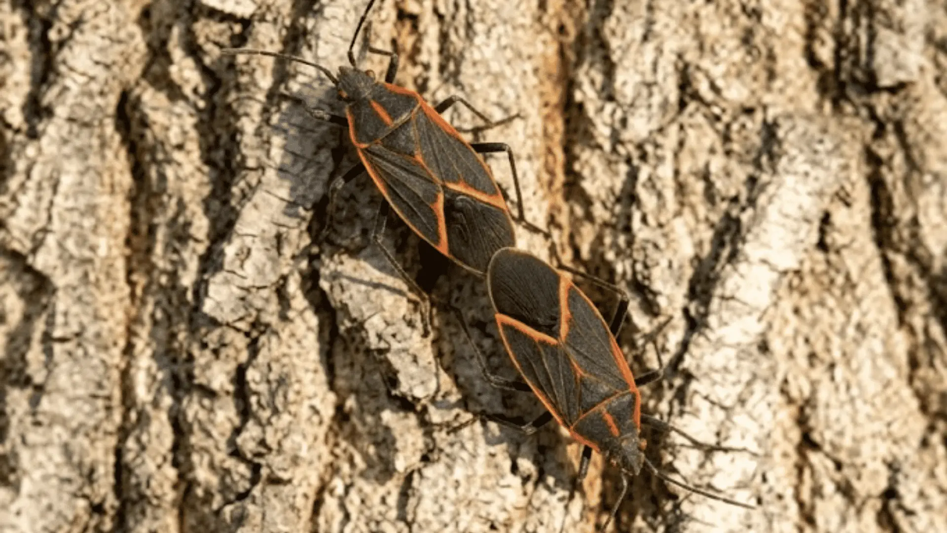 close-up of boxelder bugs on tree bark showing black bodies with red-orange edge markings