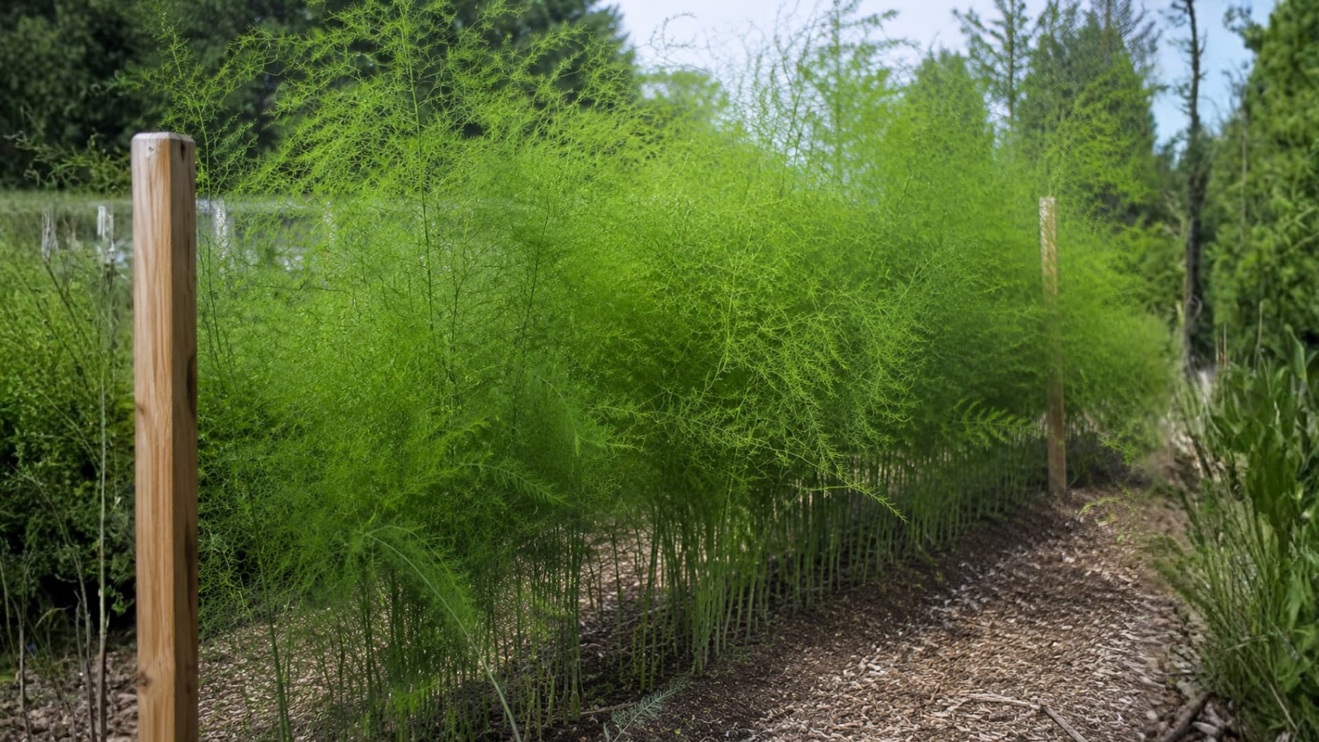an asparagus bed with tall ferny fronds and wooden garden stakes along the edges
