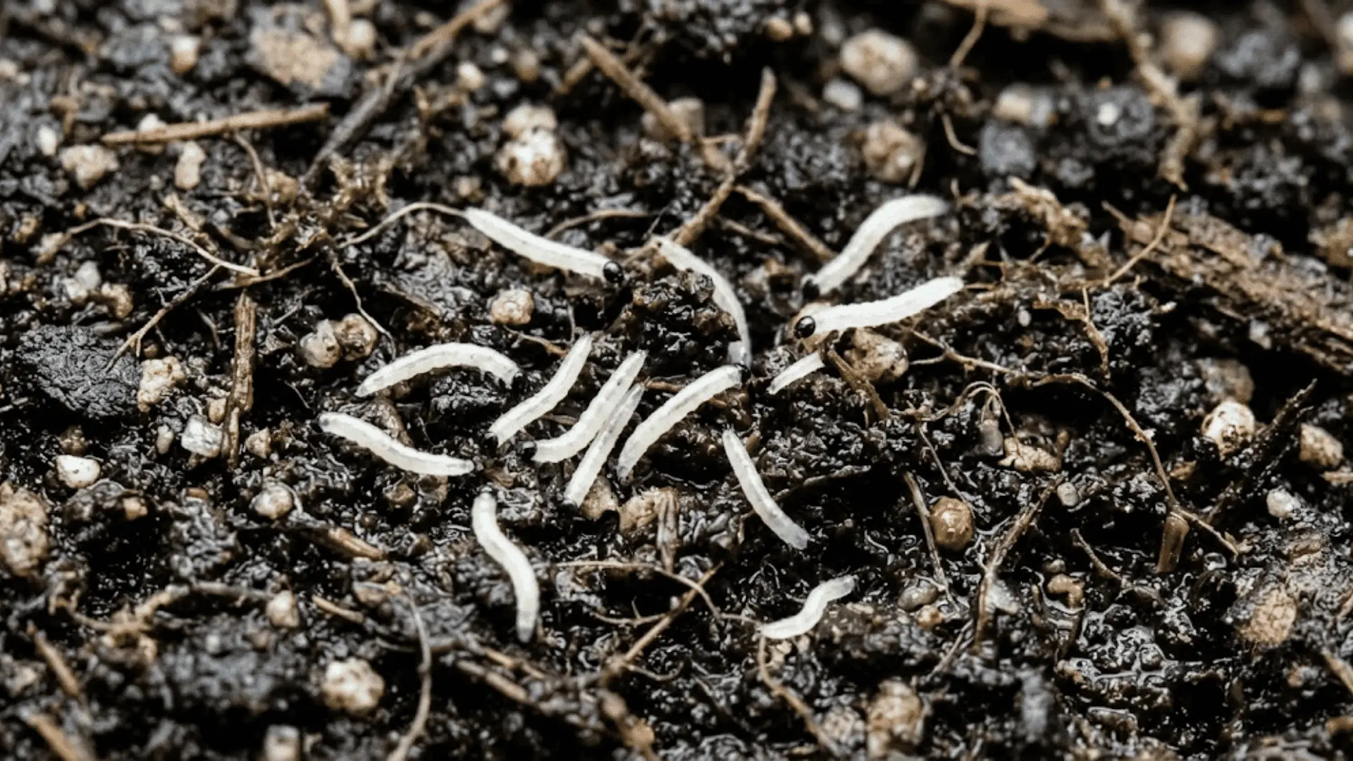 macro photo of fungus gnat larvae in moist potting soil showing white bodies and black heads