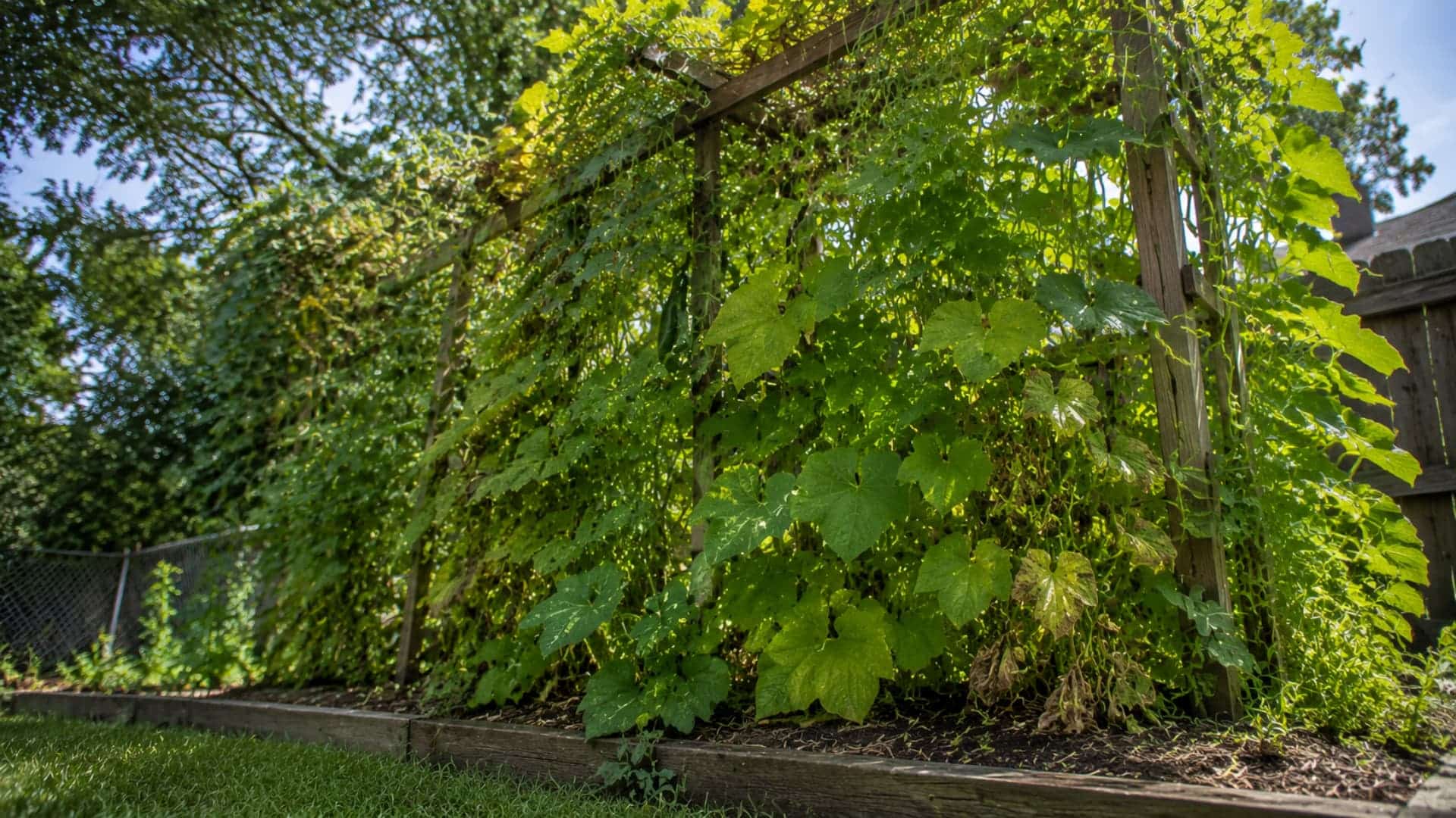 a wooden trellis covered in cucumber and bean vines in a backyard garden