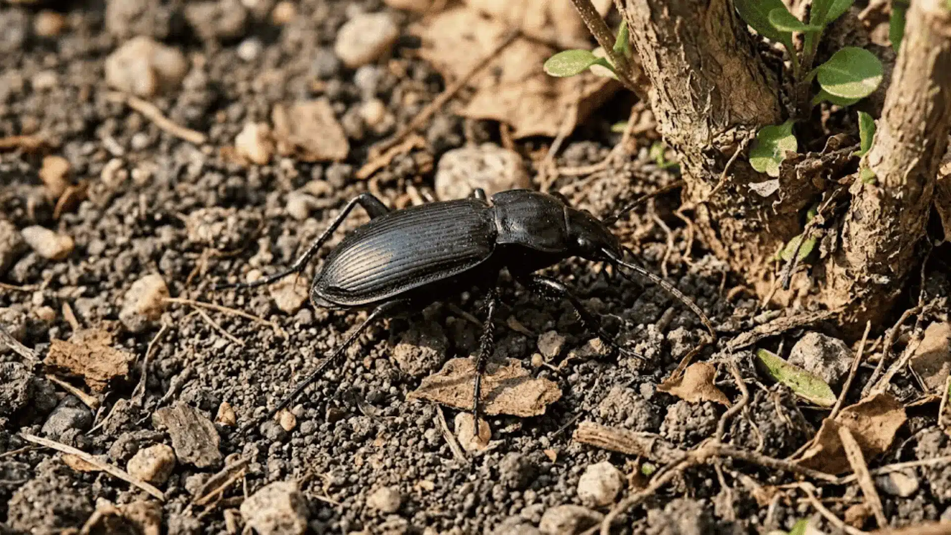 close-up of a shiny black ground beetle on dry compacted garden soil near a plant stem