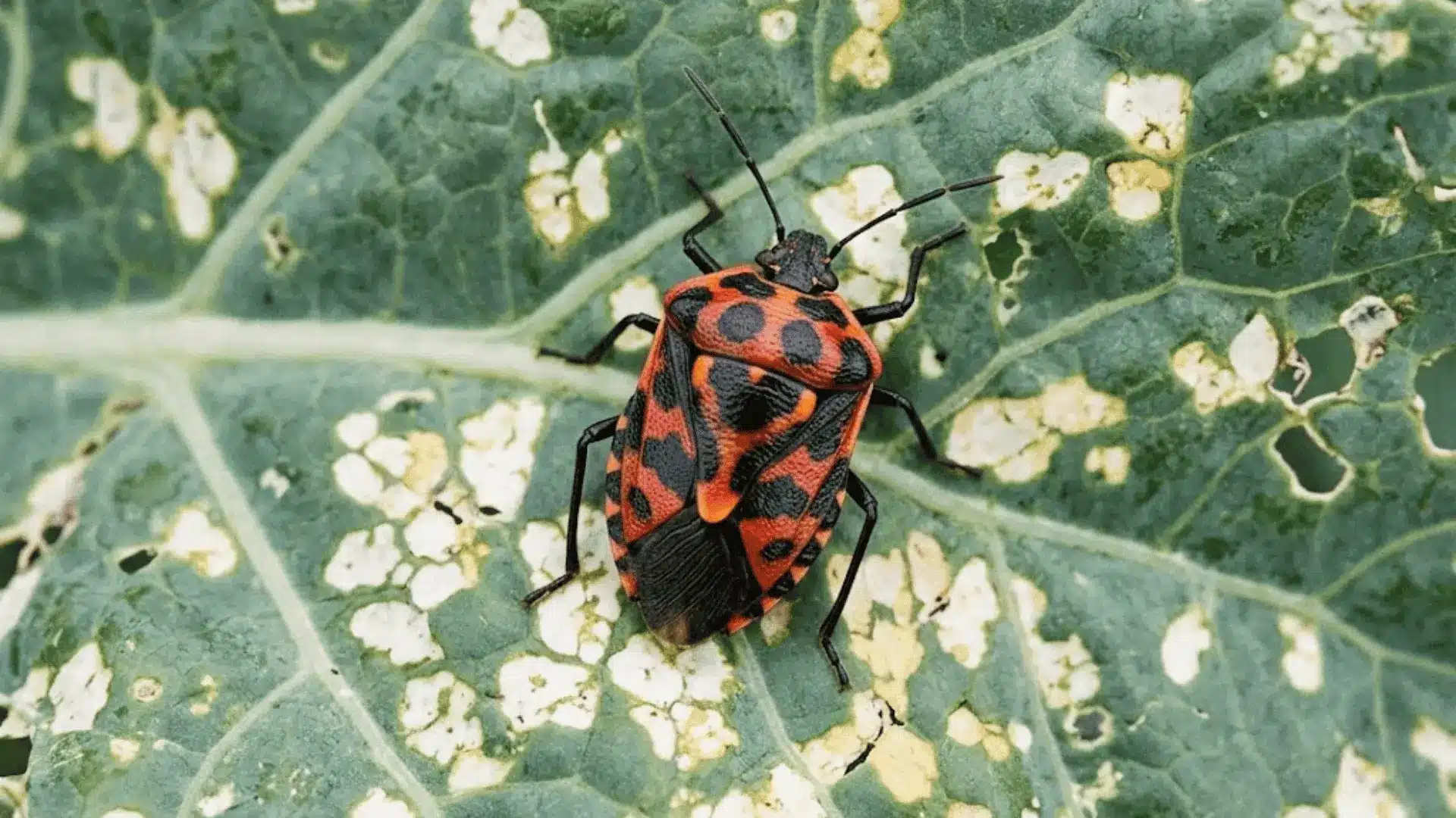 close-up of a harlequin bug on a damaged kale leaf showing bold red orange and black markings