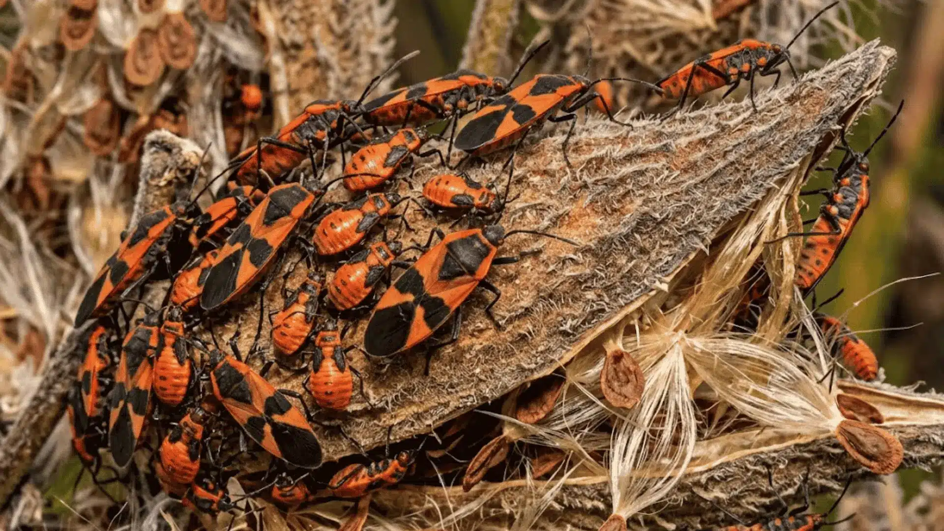 close-up of milkweed bugs on a seed pod showing red-orange and black x-shaped body markings